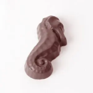 Hippocampe