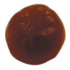 Pomme